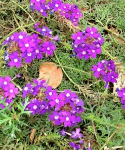Hardy Moss Verbena Seeds - Violet Fragrant Flower Seeds (500 Seeds) - Outdoor Groundcover - Image 2
