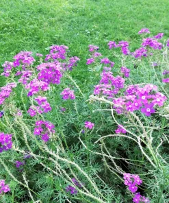 Hardy Moss Verbena Seeds - Violet Fragrant Flower Seeds (500 Seeds) - Outdoor Groundcover - Image 3