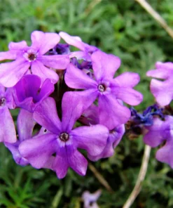 Hardy Moss Verbena Seeds - Violet Fragrant Flower Seeds (500 Seeds) - Outdoor Groundcover - Image 4