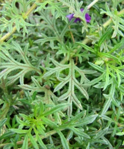 Hardy Moss Verbena Seeds - Violet Fragrant Flower Seeds (500 Seeds) - Outdoor Groundcover - Image 5