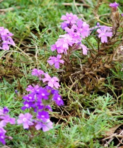 Hardy Moss Verbena Seeds - Violet Fragrant Flower Seeds (500 Seeds) - Outdoor Groundcover - Image 6