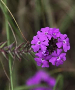 Hardy Moss Verbena Seeds - Violet Fragrant Flower Seeds (500 Seeds) - Outdoor Groundcover - Image 7