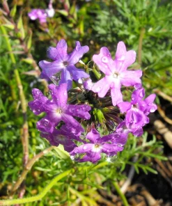 Hardy Moss Verbena Seeds - Violet Fragrant Flower Seeds (500 Seeds) - Outdoor Groundcover - Image 8
