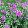 Hardy Moss Verbena Seeds - Violet Fragrant Flower Seeds (500 Seeds) - Outdoor Groundcover - Image 1