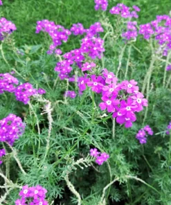 Hardy Moss Verbena Seeds - Violet Fragrant Flower Seeds (500 Seeds) - Outdoor Groundcover - Image 1