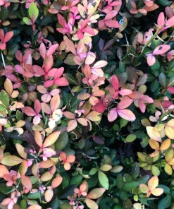Hardy Orange Tree Seeds - Trifoliate Citrus Trifoliata Poncirus - 5 Seeds - Image 10