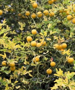 Hardy Orange Tree Seeds - Trifoliate Citrus Trifoliata Poncirus - 5 Seeds - Image 11