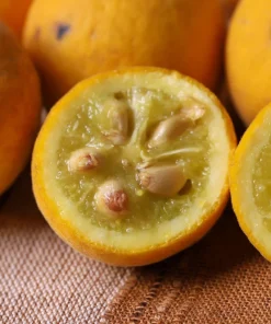 Hardy Orange Tree Seeds - Trifoliate Citrus Trifoliata Poncirus - 5 Seeds - Image 2