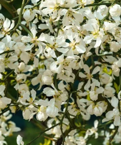 Hardy Orange Tree Seeds - Trifoliate Citrus Trifoliata Poncirus - 5 Seeds - Image 3