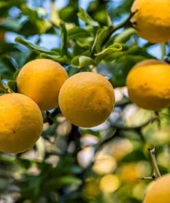 Hardy Orange Tree Seeds - Trifoliate Citrus Trifoliata Poncirus - 5 Seeds - Image 4