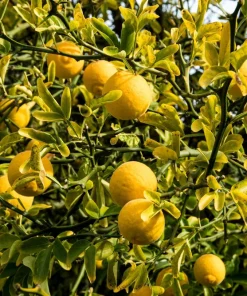 Hardy Orange Tree Seeds - Trifoliate Citrus Trifoliata Poncirus - 5 Seeds - Image 5