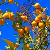 Hardy Orange Tree Seeds - Trifoliate Citrus Trifoliata Poncirus - 5 Seeds - Image 1