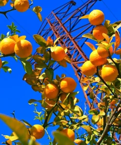 Hardy Orange Tree Seeds - Trifoliate Citrus Trifoliata Poncirus - 5 Seeds - Image 1
