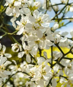 Hardy Orange Tree Seeds - Trifoliate Citrus Trifoliata Poncirus - 5 Seeds - Image 6