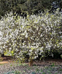 Hardy Orange Tree Seeds - Trifoliate Citrus Trifoliata Poncirus - 5 Seeds - Image 8