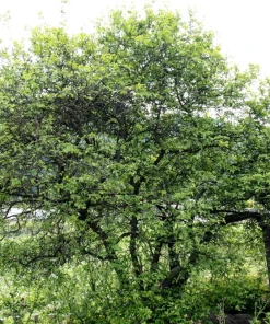 Hardy Orange Tree Seeds - Trifoliate Citrus Trifoliata Poncirus - 5 Seeds - Image 9
