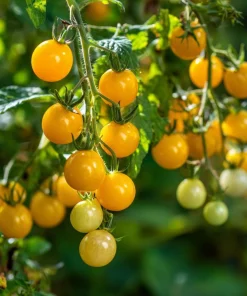 Hartman's Yellow Gooseberry Tomato Seeds - 25 Sweet Heirloom Cherry Tomato Seeds - Image 2