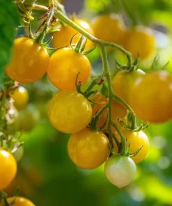 Hartman's Yellow Gooseberry Tomato Seeds - 25 Sweet Heirloom Cherry Tomato Seeds - Image 4