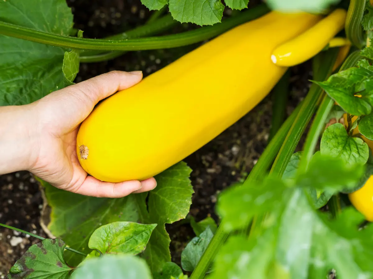 harvesting Yellow zucchini plant