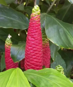 Hawaiian Awapuhi Ginger Rhizomes - Shampoo Ginger Tubers (6 Pack) for Home Garden - Image 2
