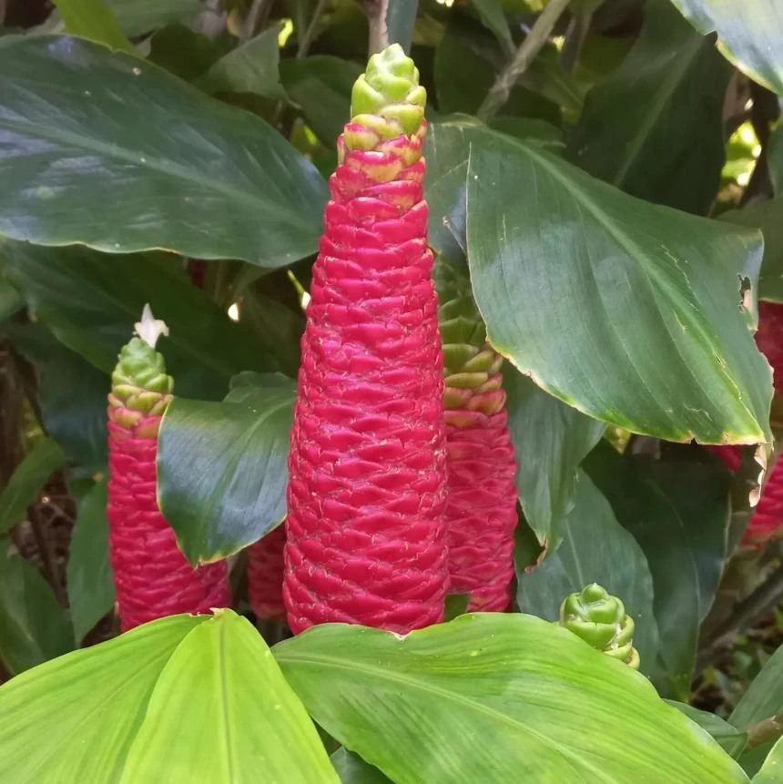 Hawaiian Awapuhi Ginger Rhizomes - Shampoo Ginger Tubers (6 Pack) for Home Garden - Image 2