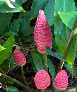 Hawaiian Awapuhi Ginger Rhizomes - Shampoo Ginger Tubers (6 Pack) for Home Garden - Image 3