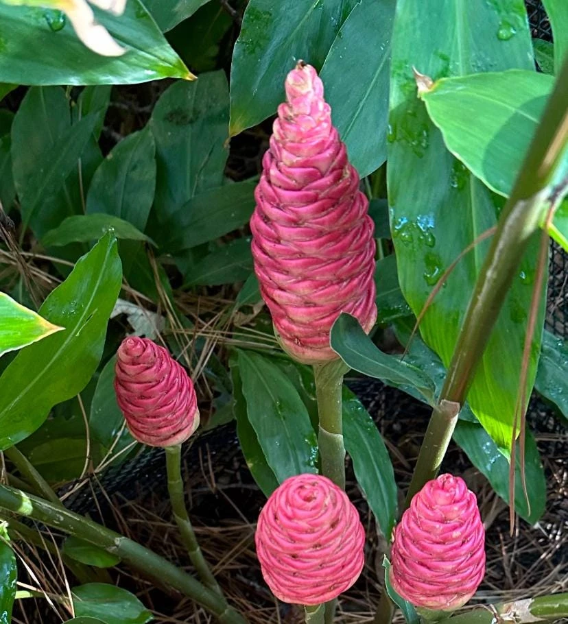 Hawaiian Awapuhi Ginger Rhizomes - Shampoo Ginger Tubers (6 Pack) for Home Garden - Image 3