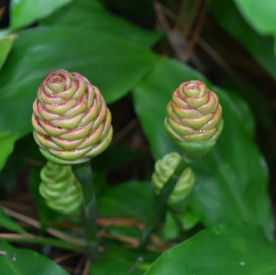 Hawaiian Awapuhi Ginger Rhizomes - Shampoo Ginger Tubers (6 Pack) for Home Garden - Image 4