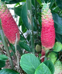 Hawaiian Awapuhi Ginger Rhizomes - Shampoo Ginger Tubers (6 Pack) for Home Garden - Image 5