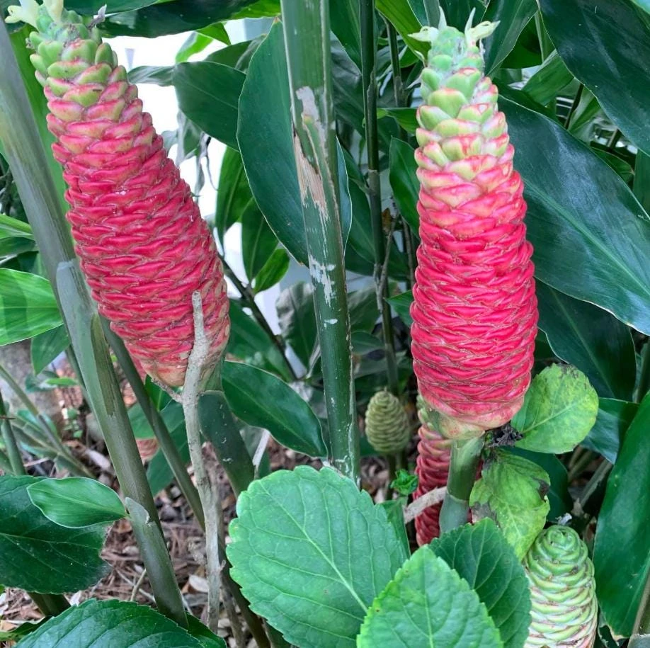 Hawaiian Awapuhi Ginger Rhizomes - Shampoo Ginger Tubers (6 Pack) for Home Garden - Image 5