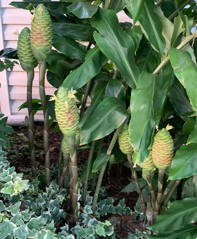 Hawaiian Awapuhi Ginger Rhizomes - Shampoo Ginger Tubers (6 Pack) for Home Garden - Image 6