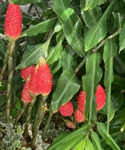 Hawaiian Awapuhi Ginger Rhizomes - Shampoo Ginger Tubers (6 Pack) for Home Garden - Image 7