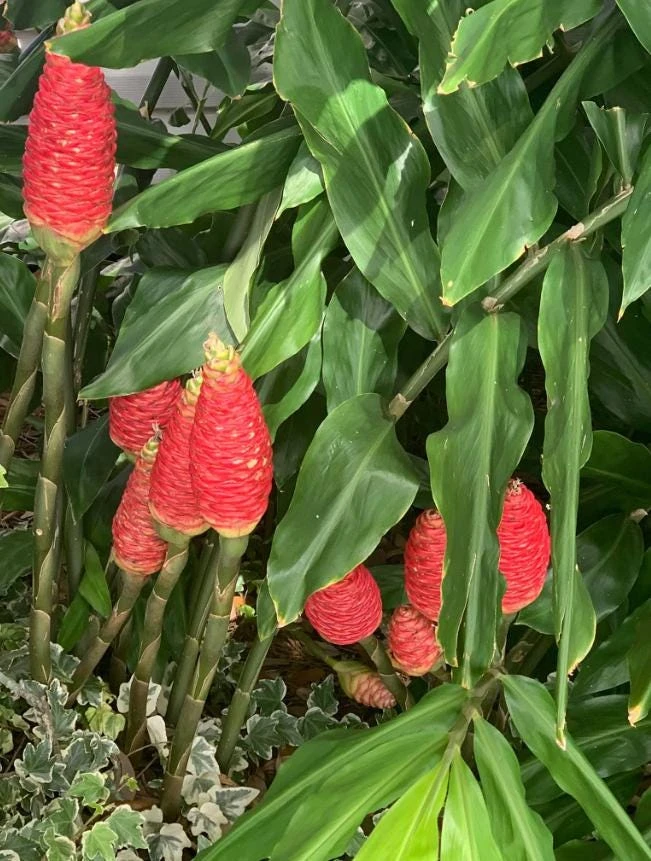 Hawaiian Awapuhi Ginger Rhizomes - Shampoo Ginger Tubers (6 Pack) for Home Garden - Image 7