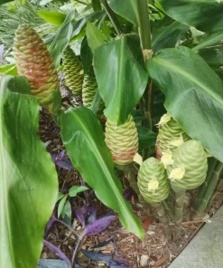 Hawaiian Awapuhi Ginger Rhizomes - Shampoo Ginger Tubers (6 Pack) for Home Garden - Image 8