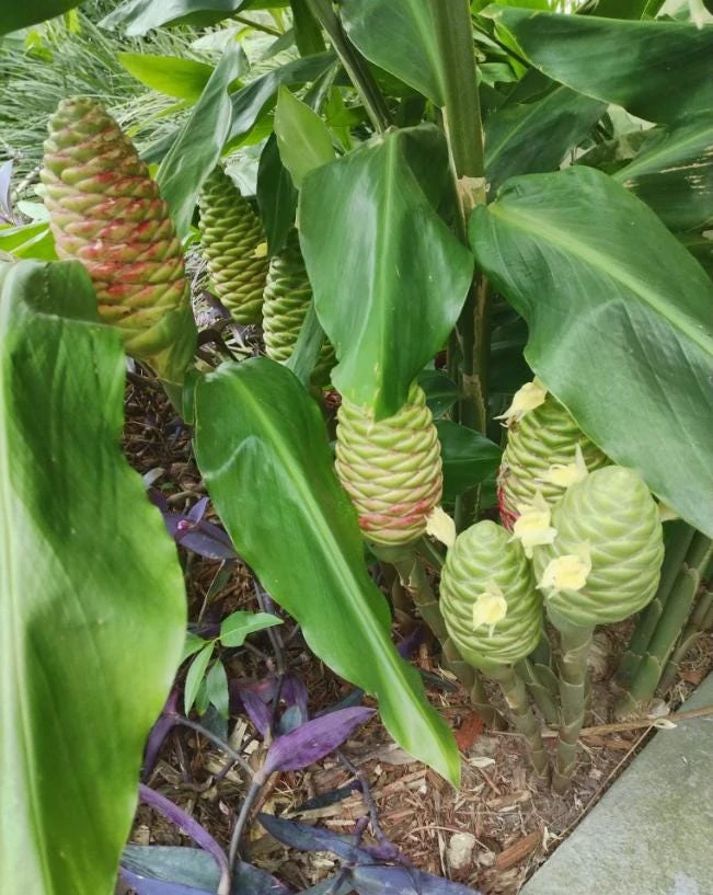 Hawaiian Awapuhi Ginger Rhizomes - Shampoo Ginger Tubers (6 Pack) for Home Garden - Image 8