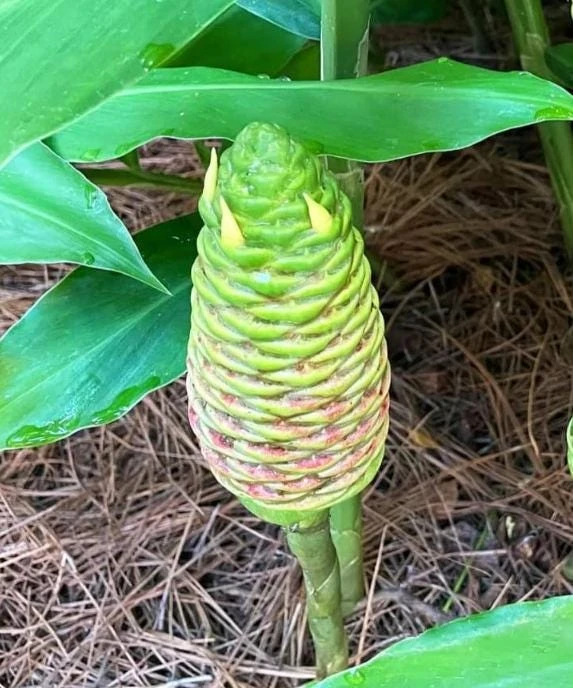 Hawaiian Awapuhi Ginger Rhizomes - Shampoo Ginger Tubers (6 Pack) for Home Garden - Image 9