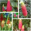 Hawaiian Awapuhi Ginger Rhizomes - Shampoo Ginger Tubers (6 Pack) for Home Garden - Image 1