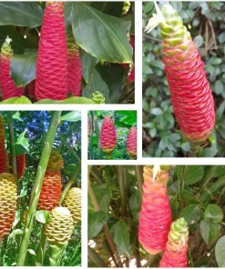 Hawaiian Awapuhi Ginger Rhizomes - Shampoo Ginger Tubers (6 Pack) for Home Garden - Image 1
