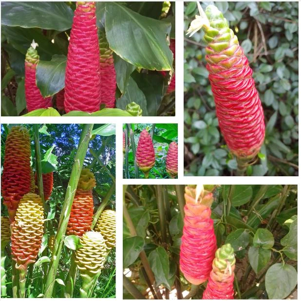 Hawaiian Awapuhi Ginger Rhizomes - Shampoo Ginger Tubers (6 Pack) for Home Garden - Image 1