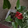 Hawaiian Red Anthurium Live Plant - Vibrant Red Blooms, Houseplant - Image 1