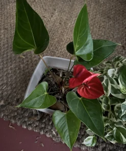 Hawaiian Red Anthurium Live Plant - Vibrant Red Blooms, Houseplant - Image 1
