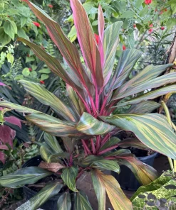 Hawaiian Ti Harlequin Live Plant - Cordyline Fruticosa Colorful Tropical Foliage - Image 3