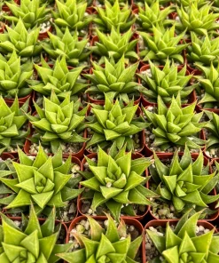 Haworthia Angustifolia Baylissii Live Succulent Plant – 2.5 inch Pot – Indoor - Image 2