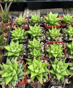Haworthia Angustifolia Baylissii Live Succulent Plant – 2.5 inch Pot – Indoor - Image 3