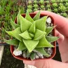 Haworthia Angustifolia Baylissii Live Succulent Plant – 2.5 inch Pot – Indoor - Image 1
