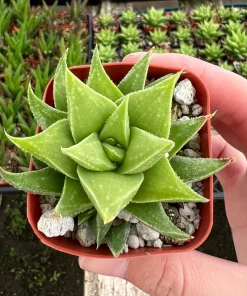 Haworthia Angustifolia Baylissii Live Succulent Plant – 2.5 inch Pot – Indoor - Image 1