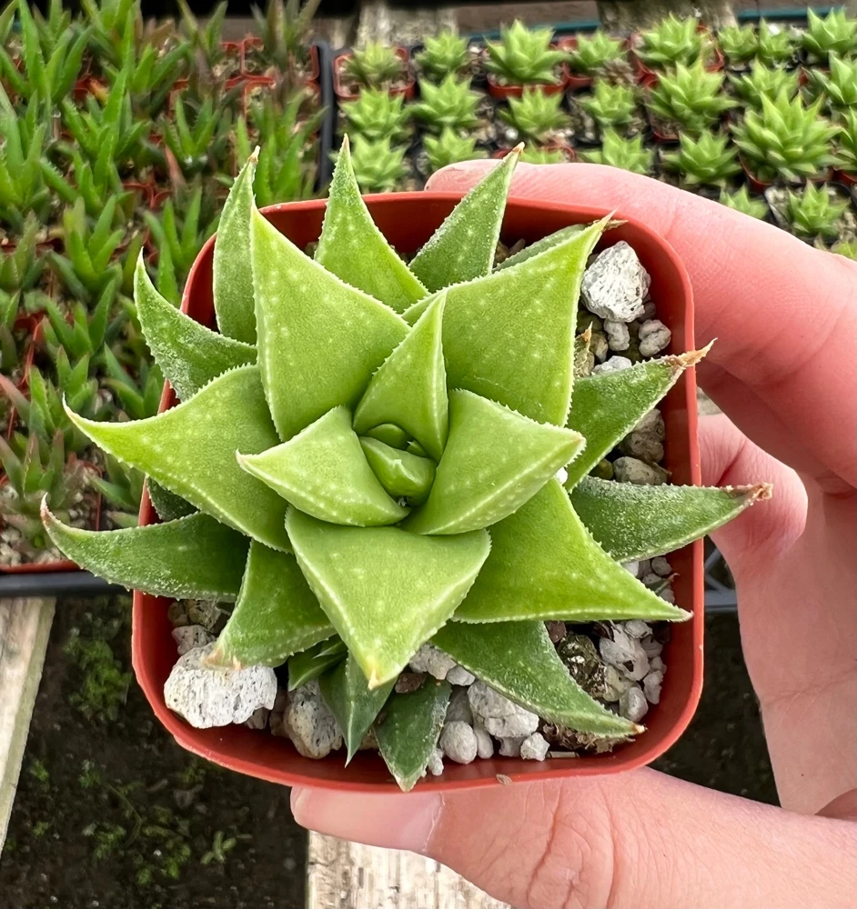 Haworthia Angustifolia Baylissii Live Succulent Plant – 2.5 inch Pot – Indoor - Image 1