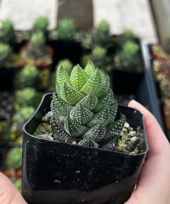 Haworthia Coarctata Succulent Live Plant - 2.5 inch Pot - Indoor - Image 2