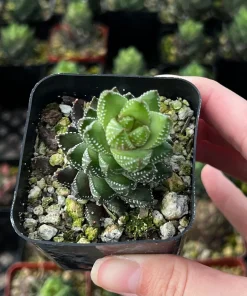 Haworthia Coarctata Succulent Live Plant - 2.5 inch Pot - Indoor - Image 3