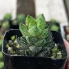 Haworthia Coarctata Succulent Live Plant - 2.5 inch Pot - Indoor - Image 1